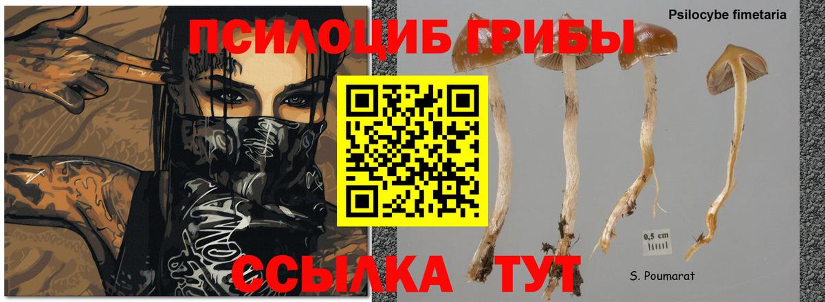 Галлюциногенные грибы Cubensis Можайск